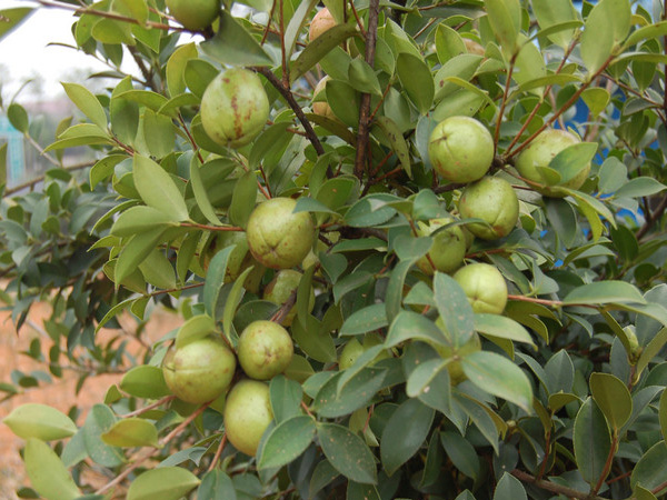 硫鎂氮肥案例展示